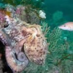 Hotter seas, vanishing kelp, booming octopus: How Europe's marine life is changing