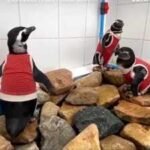 As El Niño intensifies, scientists in Chile are making a vulnerable penguin species wear copper vests to help them heal faster