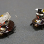 Australian scientists have created a cyborg cockroach that could locate victims and save lives in disaster zones