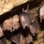 Some Myotis bats can live 50 years while close relatives live just 7; sequencing eight species found longevity genes overlapping with cancer and virus defenses