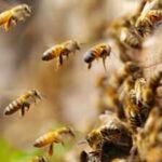 Scientists found an estimated 5.5 million wild bees beneath just 1.5 acres of a New York cemetery, more than three times Manhattan's human population