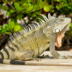 Boca Raton council votes 3-2 to impose $100 minimum fine for feeding iguanas, rats, mice and pigeons under new Florida ordinance﻿ | World News