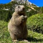 Two mountain marmots appeared separately in San Francisco and Antioch in September after apparently hitching rides in vehicles; 18 days later, rescuers released both animals nearly 7,800 feet up near Lake Tahoe