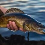 In 2018, scientists began removing about 285,000 fish from Wisconsin's McDermott Lake; 4 years later yellow perch were up 788%, but walleye recruitment was still zero