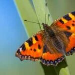 Britain sees second-best butterfly season in 16 years; people counted almost 1.4 million common butterflies and moths; painted ladies jumped by 335%, but scientists are worried
