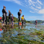 Britain's seagrass meadows were disappearing; a Scottish community transplanted mature shoots instead of seeds and achieved 97% survival