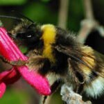Ann Hammond spent years restoring her 12-acre Iowa property with native habitat; years later, a federally endangered bumblebee appeared among her flowers