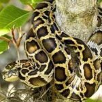 Burmese pythons are climbing trees in southern Florida, scientists reveal a surprising difference between adults and juveniles |