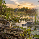 Burmese pythons drove major wildlife losses in the Everglades, creating an unexpected shift in mosquitoes and a virus that can infect humans |