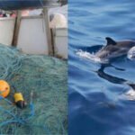 Underwater sensors caught a rare event off Cornwall: one porpoise became trapped in a net while two animals exchanged possible distress calls