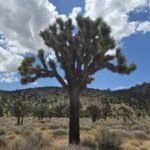 California acquired 640 acres near Pioneertown for western Joshua tree conservation; climate projections rank it among Southern California's best future habitats, with tribal co-management now being planned