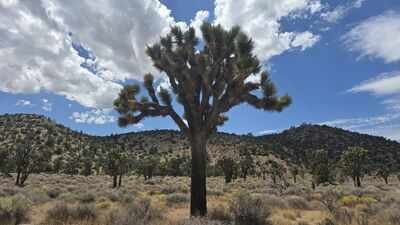 California acquired 640 acres near Pioneertown for western Joshua tree conservation; climate projections rank it among Southern California's best future habitats, with tribal co-management now being planned