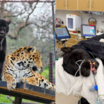 California black jaguar Samba dies after venomous rattlesnake bite in Dunlap despite emergency antivenom treatment