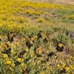 California had 2.34 million acres covered by a toxic yellow weed until tiny Australian beetles fought back and reduced it by 99% within a decade﻿ |