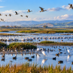 California removed levees from a former dairy farm, turning it back into wetlands where 16,000 waterbirds were counted in one day | World News