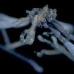 'Nightmare fuel' from the deep: Scientists identify two bizarre new sea spider species in the Salish Sea; one has hairy legs and red eyes, while the other is often covered in debris