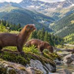 Romania is exploring whether European mink could return to the Carpathians, where the species has disappeared from much of its former range