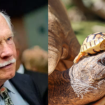 CNN founder Ted Turner’s New Mexico ranch helped save North America’s rarest large tortoise, growing its population from 30 to about 800 | World News