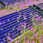 Colorado researchers grew the world's most expensive spice on rooftop solar panels; harvested twice the output and generated $60,000 in return while producing electricity