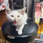 NYC bodega cat Jabal returned after being snatched from street, owner had announced $500 no-questions-asked reward; woman in custody