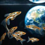 Three pregnant guppies spent five days in space in 1983; one later gave birth to 25 normal fry and six more broods |