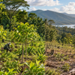 costa rica tested three ways to restore tropical forests; 20 years later, planted plots held 6.5 times more biomass than forests left to recover naturally﻿ |