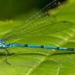 Nearly 70 years after Tucson's Santa Cruz River ran dry, 2.8 million gallons of reclaimed water began flowing daily; within 4 months, 37 dragonfly and damselfly species were recorded