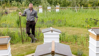David Beckham started keeping bees during lockdown and now produces his own honey; expert explains how managed hives can affect wild pollinators |