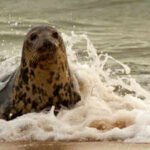 A Norfolk seal was rescued with 4 kilograms of fishing debris wrapped around her neck; the material had cut a 3-inch-deep wound and she now faces months of rehabilitation if she survives