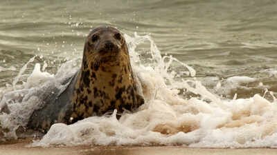 A Norfolk seal was rescued with 4 kilograms of fishing debris wrapped around her neck; the material had cut a 3-inch-deep wound and she now faces months of rehabilitation if she survives