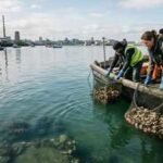 Dublin Bay had no native oysters for 200 years; 18,000 were placed in its harbour as a project began rebuilding a lost reef |