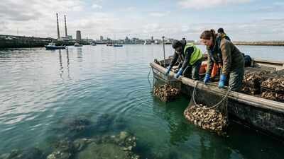 Dublin Bay had no native oysters for 200 years; 18,000 were placed in its harbour as a project began rebuilding a lost reef |