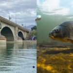 In 1992, a partnership began rebuilding Lake Havasu’s declining fish habitat; 90 acres of artificial habitat helped improve about 875 acres of coves, with habitat now created across 124 coves