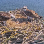 In 1996, England began moving Scottish osprey chicks to Rutland after the species vanished as a breeder in 1847; 30 years later, 300 have fledged and the population is self-sustaining