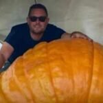 Essex gardener grows 1,200lb pumpkin named Gladys that gained more than 40lb in a single night: ‘Feels like a father’ to giant vegetable
