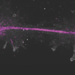 ‘Fire amoeba’: Scientists discover single-celled organism that reproduces at 145°F, setting heat-tolerance record for complex life |