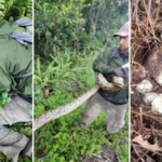 Florida wildlife crew found a female python curled around a huge nest of eggs; the snake and clutch were removed