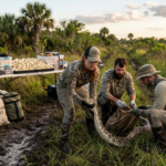 Florida’s python team followed 40 tagged male snakes and ended the season with 177 Burmese pythons removed and more than 4,100 eggs taken from the ecosystem | World News