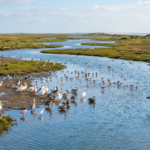 For 70 years, Texas' Bahia Grande was dry; then 2006 brought the tides back to 10,000 acres and wildlife returned in numbers | World News