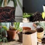 Signs Your Plant Needs A Bigger Pot: From roots coming out to slow growth: 5 signs your plant needs a bigger pot
