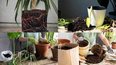 Signs Your Plant Needs A Bigger Pot: From roots coming out to slow growth: 5 signs your plant needs a bigger pot