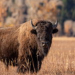 From tens of millions to just 1,000: 140 years after America’s national mammal vanished in the 1880s, indigenous tribes and conservationists are helping bring it back to the prairie