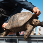 Galapagos tortoises were hunted by pirates for food and went extinct on Floreana Island; after 180 years, conservationists brought them back to their ancestral home |