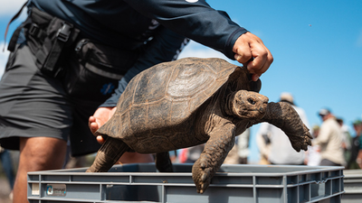 Galapagos tortoises were hunted by pirates for food and went extinct on Floreana Island; after 180 years, conservationists brought them back to their ancestral home |