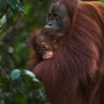 Gold miners have breached a refuge built for rescued orangutans; 14 hectares of Indonesia’s sanctuary damaged in 3 years