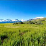 Scientists warmed a Colorado grassland for 29 years, but shrubs increased 150% while grasses and wildflowers fell 28% |