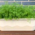 How to grow dill indoors: Simple tips for a steady supply of fresh herbs |