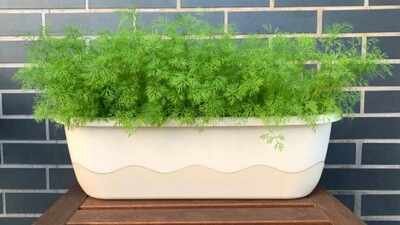 How to grow dill indoors: Simple tips for a steady supply of fresh herbs |
