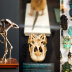 Harvard's Museum of Natural History cares for 26 million specimens; new exhibition brings dodo, extinct toad and 300-million-year-old fern into view﻿ | World News