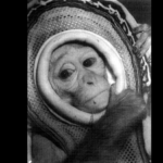 In 1960, Nasa launched rhesus monkey Miss Sam on a Mercury escape test, reaching 1,800 mph before she landed safely in the Atlantic |